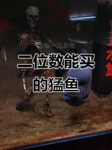 猛鱼最容易养排行，威风鲨好养，猫鱼神，铅笔皮实，鳄鱼凶，恐龙温和