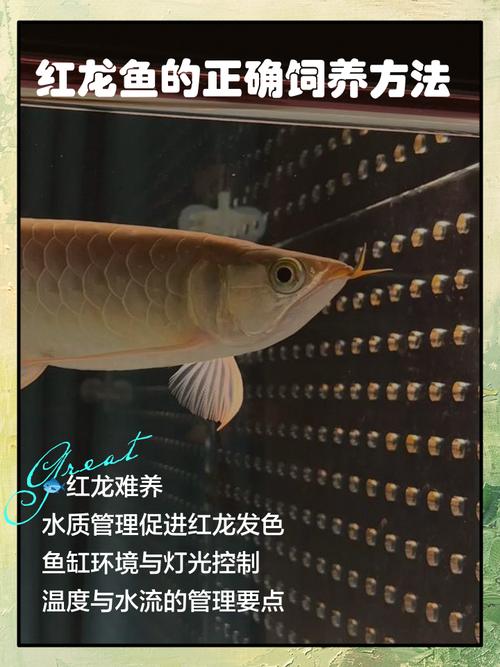 龙鱼养几条比较好,养三条龙鱼风水好 科学也合理 龙鱼养几条比较好,养三条龙鱼风水好 科学也合理