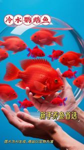 冷水 观赏鱼，养冷水鱼超简单，好养又有趣！