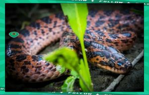 赤链蛇认主人吗，晒宠物蛇，和谐与智慧