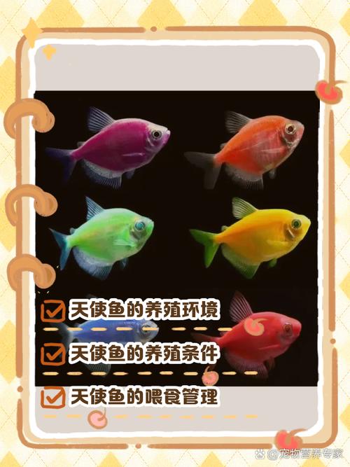 天使鱼10℃温度可以吗,天使鱼怕冷,需保温,24-28℃最健康 天使鱼10℃温度可以吗,天使鱼怕冷,需保温,24-28℃最健康