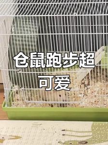 仓鼠跑滚轮代表他心情好吗，仓鼠疯狂转轮？看细节知它心情！