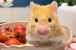 仓鼠生产前24小时征兆，肚子大露乳头爱干净，速隔公鼠准备生产！