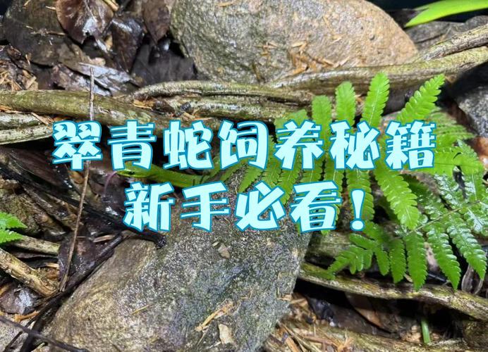 翠青蛇适合新手养吗,翠青蛇好看难养,新手慎选! 翠青蛇适合新手养吗,翠青蛇好看难养,新手慎选!