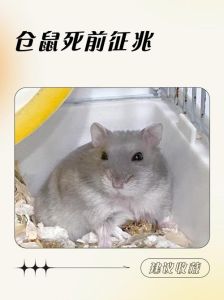 单独养一只仓鼠会孤独死吗，仓鼠独居更快乐，好环境常陪伴！