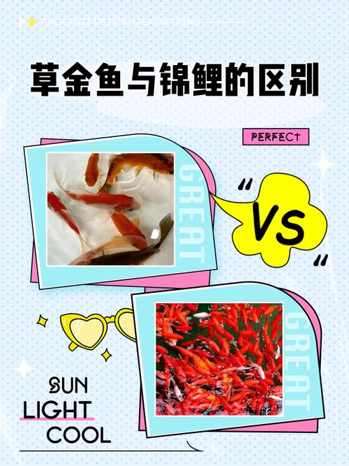 锦鲤能和热带鱼混养吗，锦鲤热带鱼能混养吗？风险大别试！