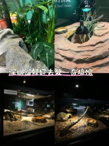 保定万蜥爬行馆图片，保定万蜥馆奇蜥多，自然博物馆化石多！