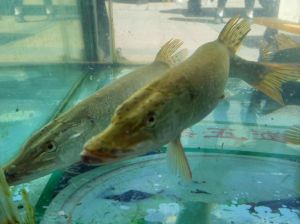 十大最耐寒的冷水鱼，草金青鳉斗鱼等，易养又好看！