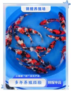 锦鲤是热带鱼吗，锦鲤冷水鱼，养好要细心