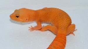 蜥蜴壁虎守宫是一种东西吗，四脚蛇钱龙，曾是验贞之物