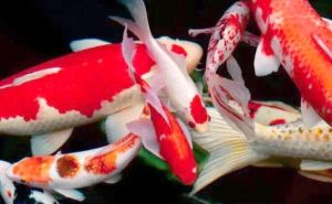 锦鲤鱼水温度多少最佳养殖，锦鲤水温20-27度，弱碱性好，养好它们好心情！