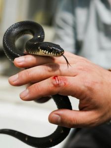 被宠物蛇养了要不要打针,宠物咬伤别慌,蛇伤清水肥皂洗,兔伤深看医生 被宠物蛇养了要不要打针,宠物咬伤别慌,蛇伤清水肥皂洗,兔伤深看医生