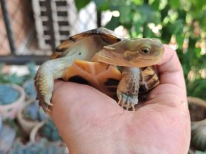 小青龟和草龟哪个互动性好，小青龟草龟哪个好玩？性格不同看喜好！