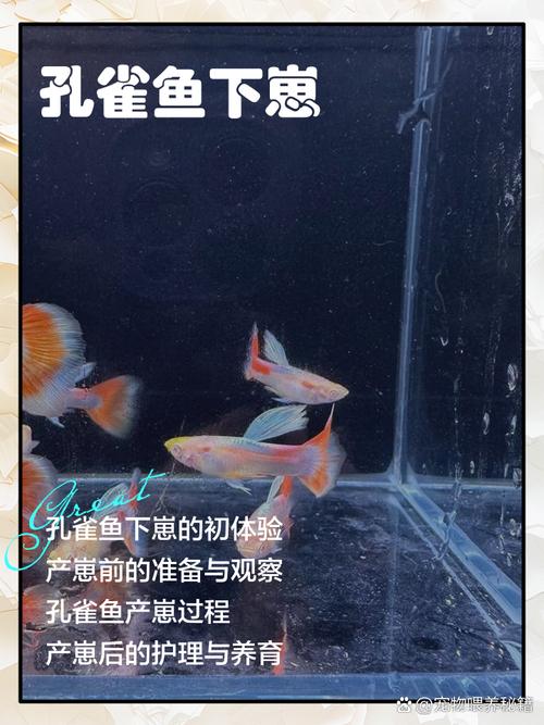 孔雀鱼母鱼下崽后注意，孔雀鱼生小鱼像跳芭蕾，水温和水质是关键！