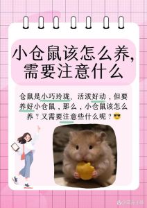 仓鼠分开养还是一起养，小仓鼠好可爱，适合自己住吗？