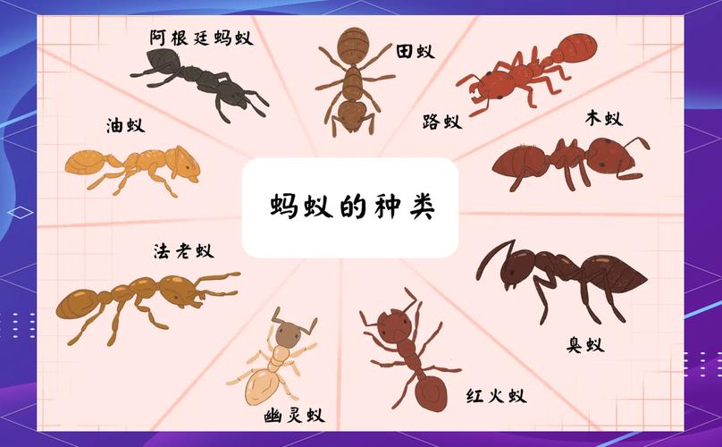 蚂蚁是胎生还是卵生，蚂蚁像二维精灵，生活在大地上