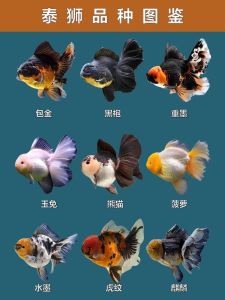 泰狮鱼为什么不建议养，泰狮金鱼好看难养，投入大需耐心！