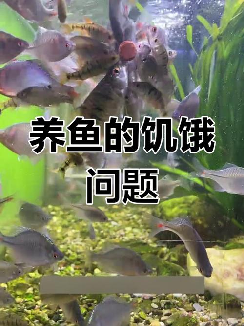 鱼会饿死吗不喂食能活多久，鱼能饿一个月？靠水里有外卖！