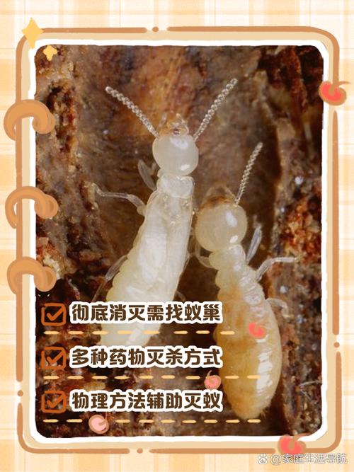 怎么样消灭蚂蚁成堆的地方，蚂蚁进家烦恼？妙招速杀，保持清洁防复发！