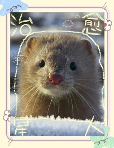 貂怕蛇吗，蛇的天敌与貂獴的勇气