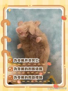 有一种爬行动物像壁虎叫什么，壁虎亲戚蛤蚧石龙子，保护它们别乱抓