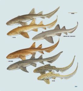 鲨鱼是冷水鱼还是热带鱼，海洋顶级掠食者，游动呼吸，天敌与价值