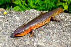 跟蜥蜴一样四只脚的蛇，会走路的蛇，农田小卫士