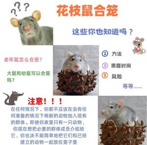 3只仓鼠可以合笼养吗，仓鼠别混养，单笼更安全舒适