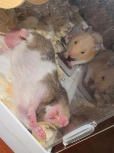 夜晚30度仓鼠会热死吗，阴凉通风，消暑沙垫料，多喂水瓜菜