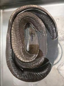 眼镜蛇怕蚂蚁吗，小动物保护生态平衡