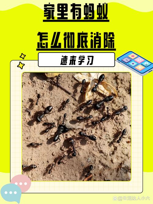 蚂蚁离家几公里会怎么样，蚂蚁靠信息素交流，分兵蚁工蚁等，求生智慧高