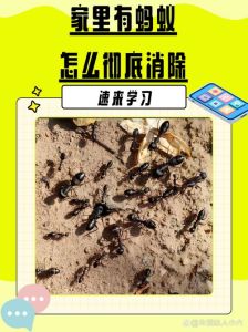 蚂蚁离家几公里会怎么样，蚂蚁靠信息素交流，分兵蚁工蚁等，求生智慧高