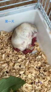 母仓鼠体型会更大吗，小仓鼠公母怎么分？
