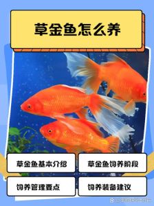 小金鱼不用鱼缸养行吗，金鱼居家养，瓦盆水泥池也行