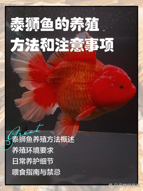 泰狮属于冷水鱼吗,水温与喂食 泰狮属于冷水鱼吗,水温与喂食