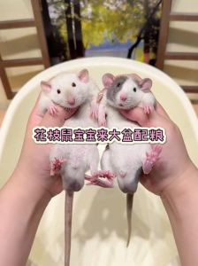 花枝鼠没粮用什么代替，仓鼠没粮？粗粮替代主食，安全零食挑对！