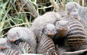 蛇獴会被毒死吗，毒蛇天敌，生态卫士需保护