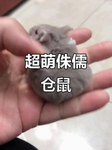 诸如仓鼠白天要喂几次食，科学喂养仓鼠，不同阶段喂食有讲究！