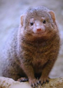 蛇獴为什么免疫蛇毒，天生不怕毒蛇的解药侠！