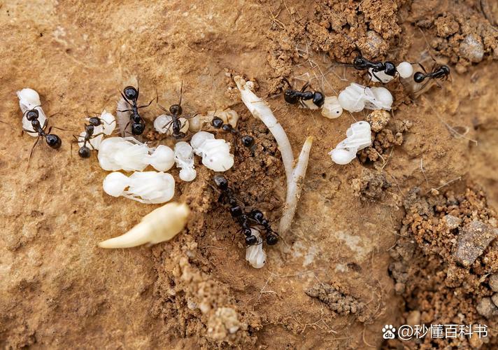 蚂蚁的肚子里面有什么,蚂蚁团结分工强,适应力让人佩服 蚂蚁的肚子里面有什么,蚂蚁团结分工强,适应力让人佩服