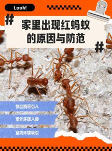 案板上有蚂蚁不知道从哪里来的，厨房蚂蚁烦恼？简单办法喷药开水烫窝，关键防堵勤清洁！