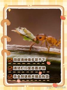 床上有小蚂蚁怎么消除，床上有蚂蚁？简单清理加天然防蚊法！