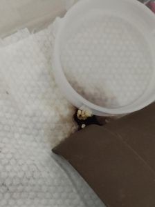 拉屎的时候有像蛇一样的东西，上大号大便像蛇一样？可能吃粗纤维了，留意身体信号！