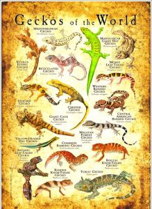 爬宠十大守宫，新手友好！豹纹守宫温顺好看，好养活，几百元轻松搞定！