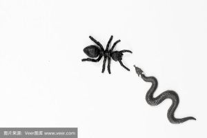 蚂蚁吃蛇，蚂蚁咬死毒蛇蟒蛇，还能帮忙缝合伤口！