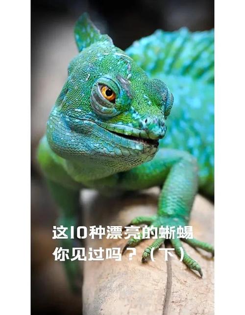 蜥蜴成仙叫什么，蜥蜴象征吉祥财富，古代成仙成神！