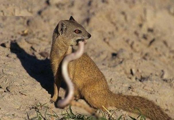 蛇獴和蜜獾哪个厉害，非洲蜜獾勇猛抗毒，蛇獴聪明团队，捕蛇高手各有千秋