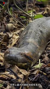 森蚺会被海蛇毒死吗，森蚺厉害又凶猛，吃伴侣还可能伤人？