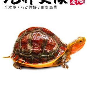 十大互动最好的乌龟，国产草龟常见惹人爱，新手推荐选耐养互动强！