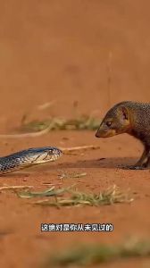 蛇獴会主动攻击人吗，灵活抗毒小能手，谨慎不主动伤人